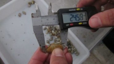 inpecao conquilha olhao_alterada