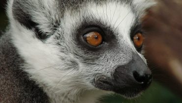 lemur-108450_1280