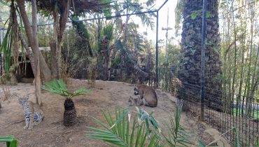 lince vermelho