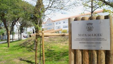 mata do liceu faro (23)