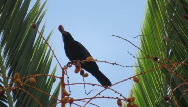 melro_a_comer_um_fruto_de_palmeira-das-canarias_creditos_sara_mendes