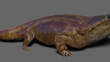 metopossaurus algarvensis|paleontologia