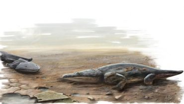 metopossaurus algarvensis2