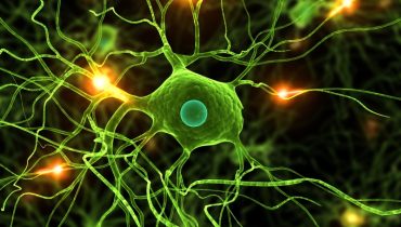 microglia