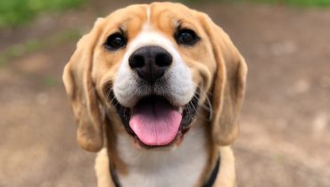 milli-2l0CWTpcChI-unsplash|Exposições Caninas Lagos