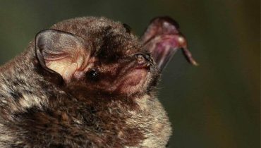 morcegos