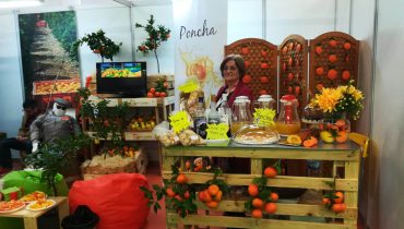mostra laranja silves (12)