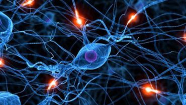 Neurónios