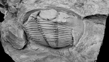 nova trilobite