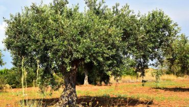 oliveira