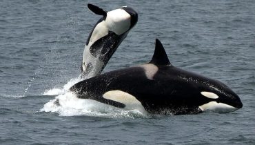 orca