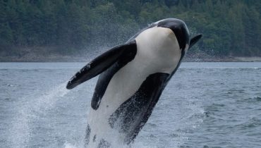 orca_foto imprensa na ciência regional_API