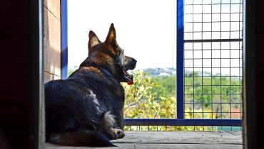 pets inn caes covid19 (2)