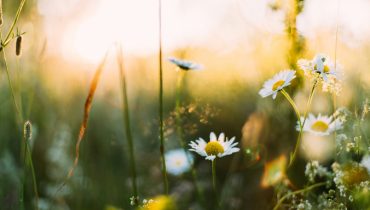 primavera- polen - alergias -unsplash