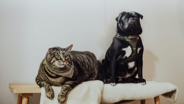 cão.gato.unsplash|HVL_rastreio_digital_PartnerPortal_698x392_ (002) (1)