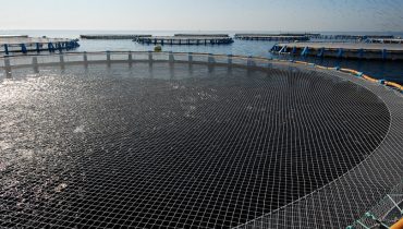 produção de robalos e douradas em aquacultura em jaulas