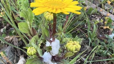 projeto cidadao espumas plantas