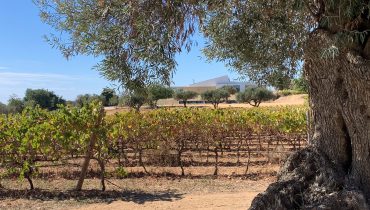 quinta do canhoto