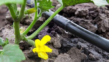 rega_irrigacao_agricultura_Depositphotos_47438909_XL