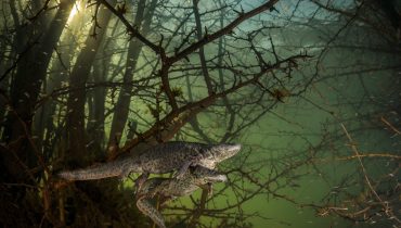 salamandra joao rodrigues