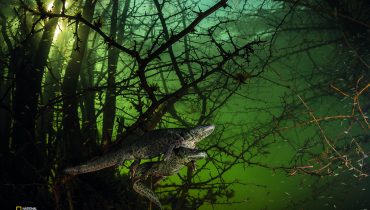 salamandra.casal1 copy