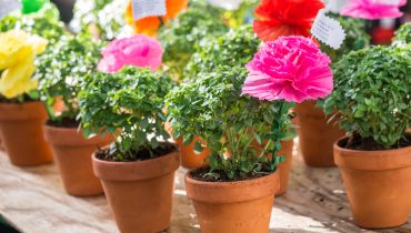 Basil plants with paper flowers and poems sold on Saint Anthony|1200x1200 marchas