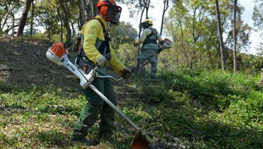 sapador florestal