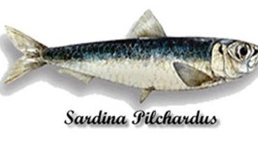 sardinha