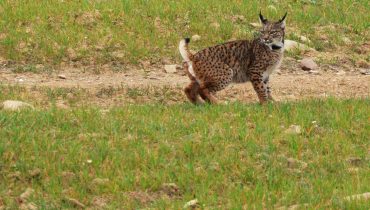 solta de linces_alcoutim_er_01|solta de linces_alcoutim_er_02|solta de linces_alcoutim_er_09|solta de linces_alcoutim_er_29|solta de linces_alcoutim_er_35_nuno banza
