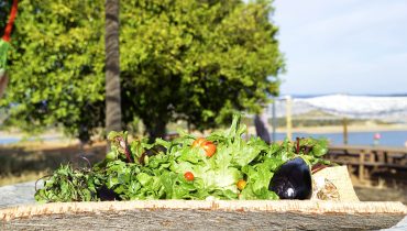 terramay_farmtotable_agriculturabiologica|terramay_olival|terramay_horta