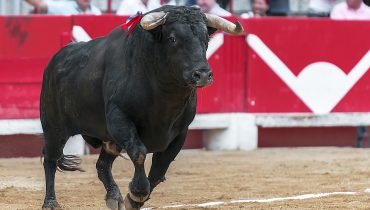 tourada