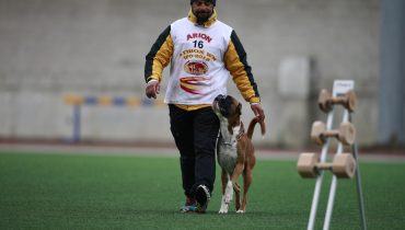 treino-canino