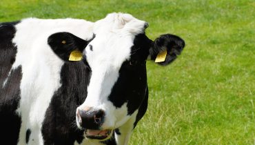 vaca