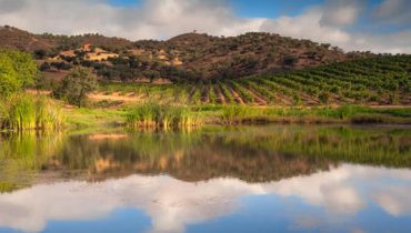 vinha alentejo_1