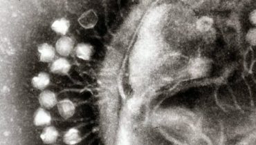 virus-e1539181607757
