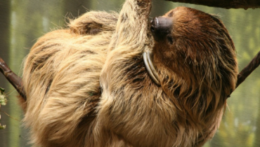 zoo